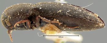 Media type: image;   Entomology 33712 Aspect: habitus lateral view